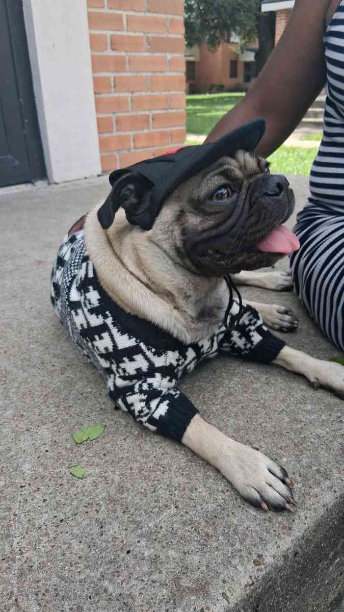 pet clothing pet apparel pop up shop