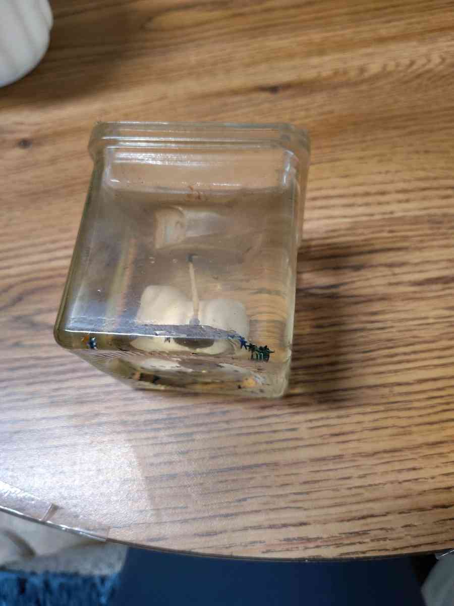 clear jelly candle with small white animals in the candle