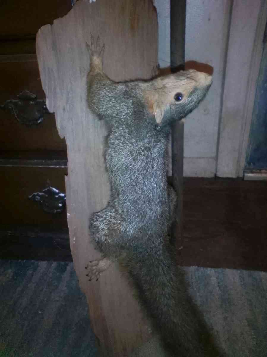 TAXIDERMY SQUIRREL