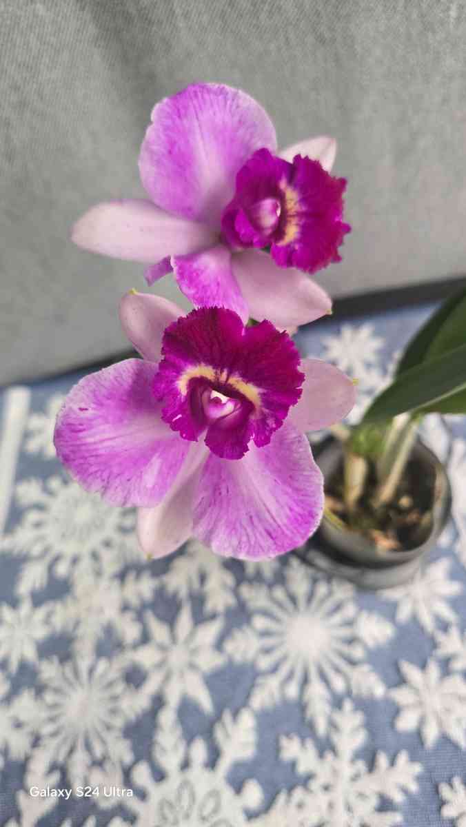 Fragrant Cattleya Orchids Plants
