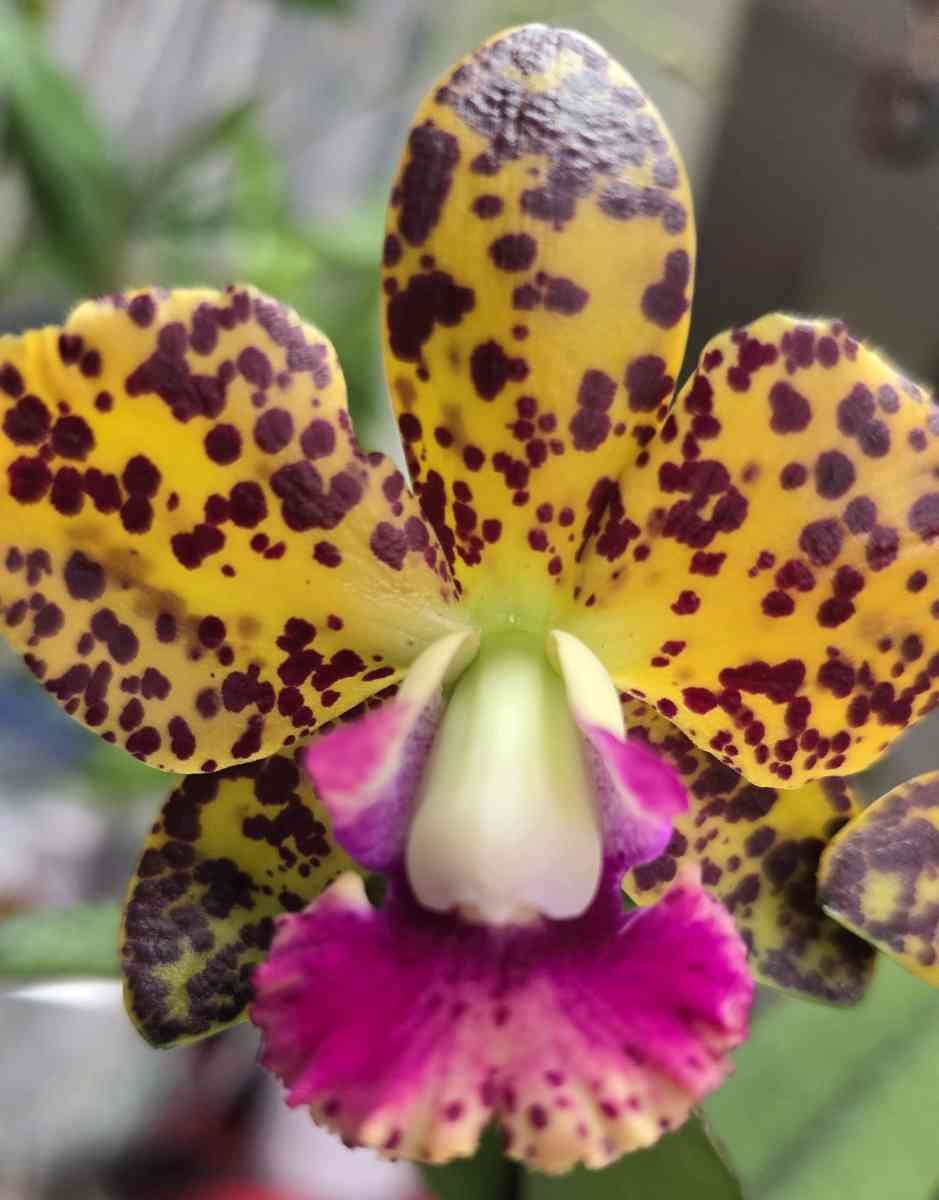 Fragrant Cattleya Orchids Plants