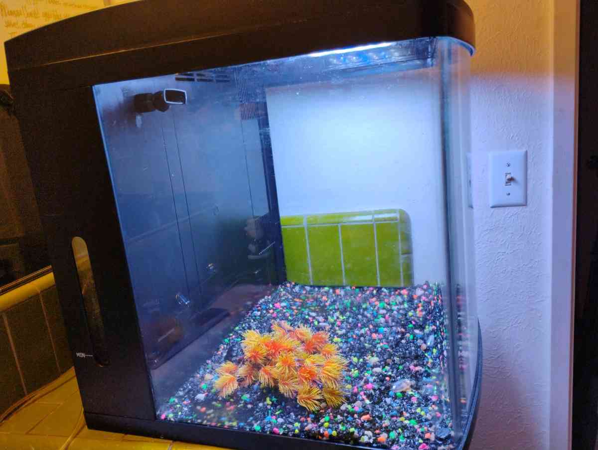 Fish Tank 32 gallon bio cube