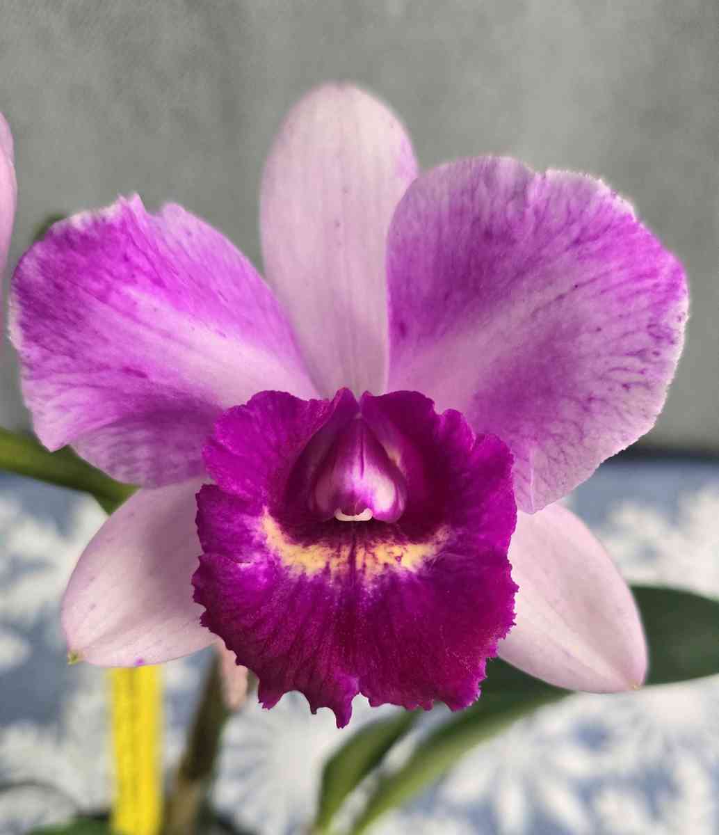 Fragrant Cattleya Orchids Plants