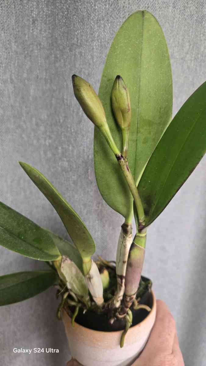 Fragrant Cattleya Orchids Plants