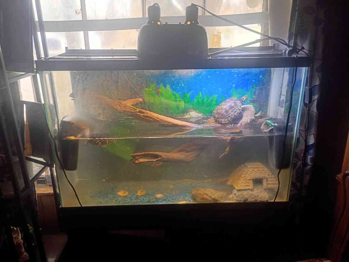 fish tank and stand