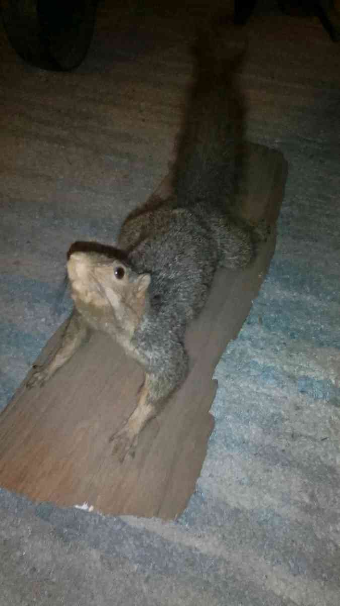TAXIDERMY SQUIRREL