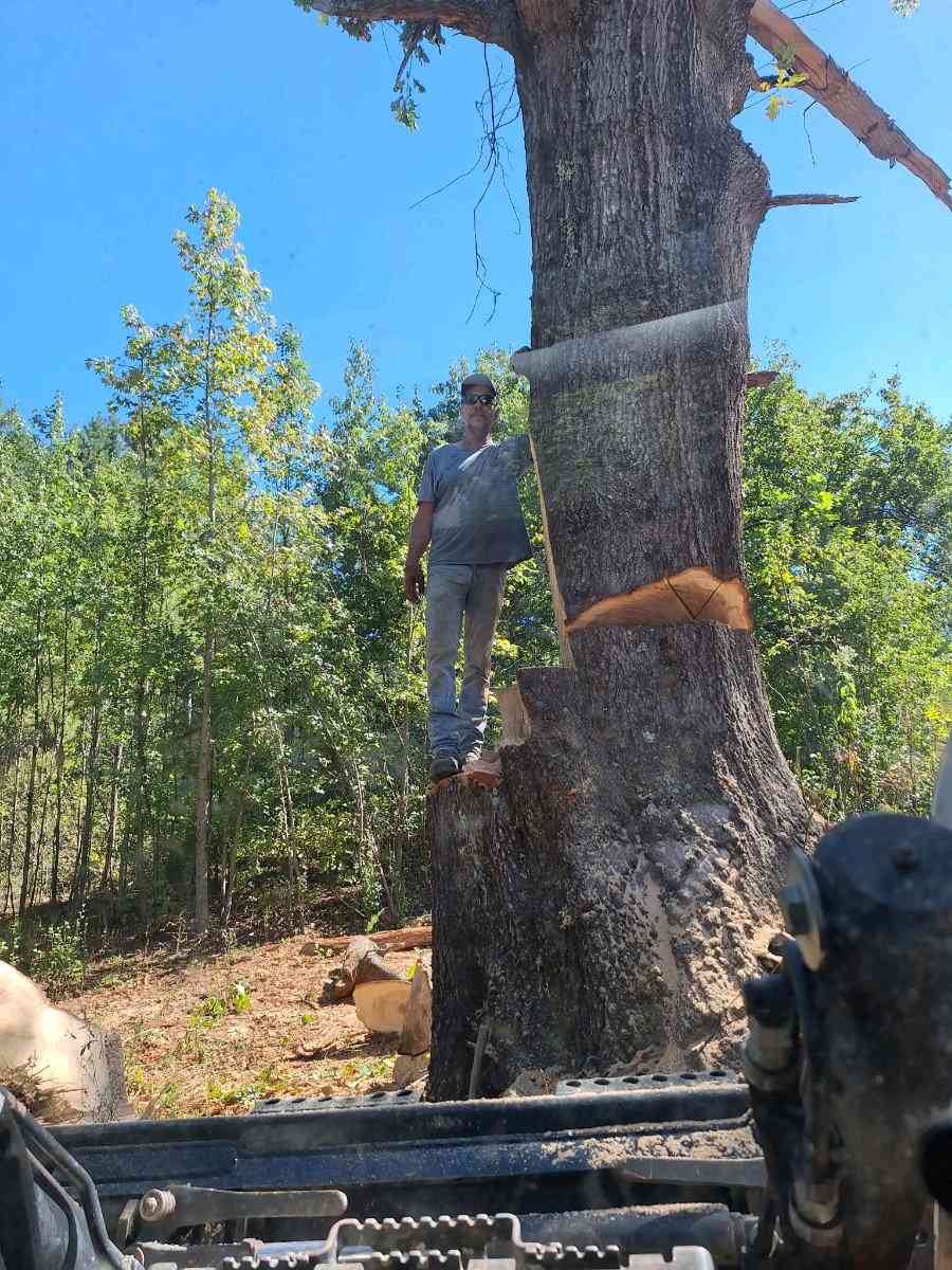 Tree Removal Service